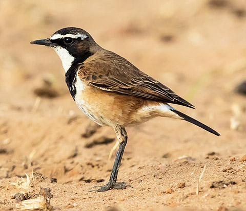 Capped Wheatear